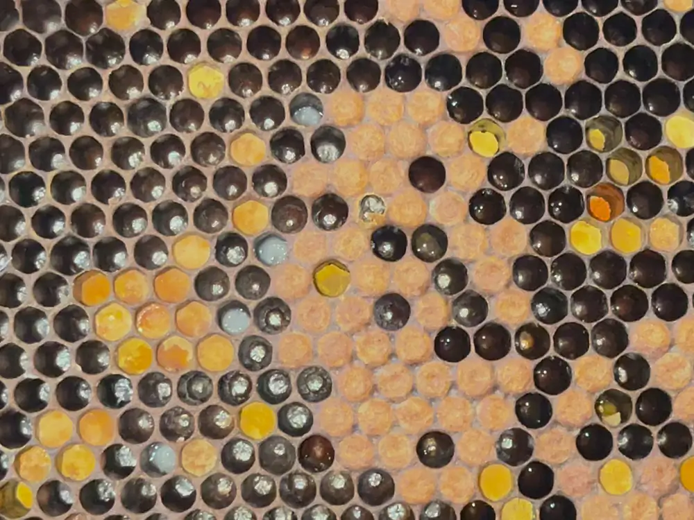 Close macro of honeycomb, cells packed with pollen in many shades of yellow, orange and grey beside darker capped cells