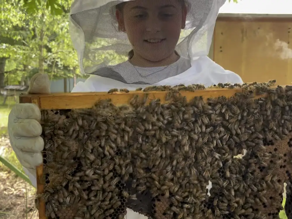 A camper in a beekeeping veil and gloves holding up a hive frame covered in live honeybees, smiling down at it