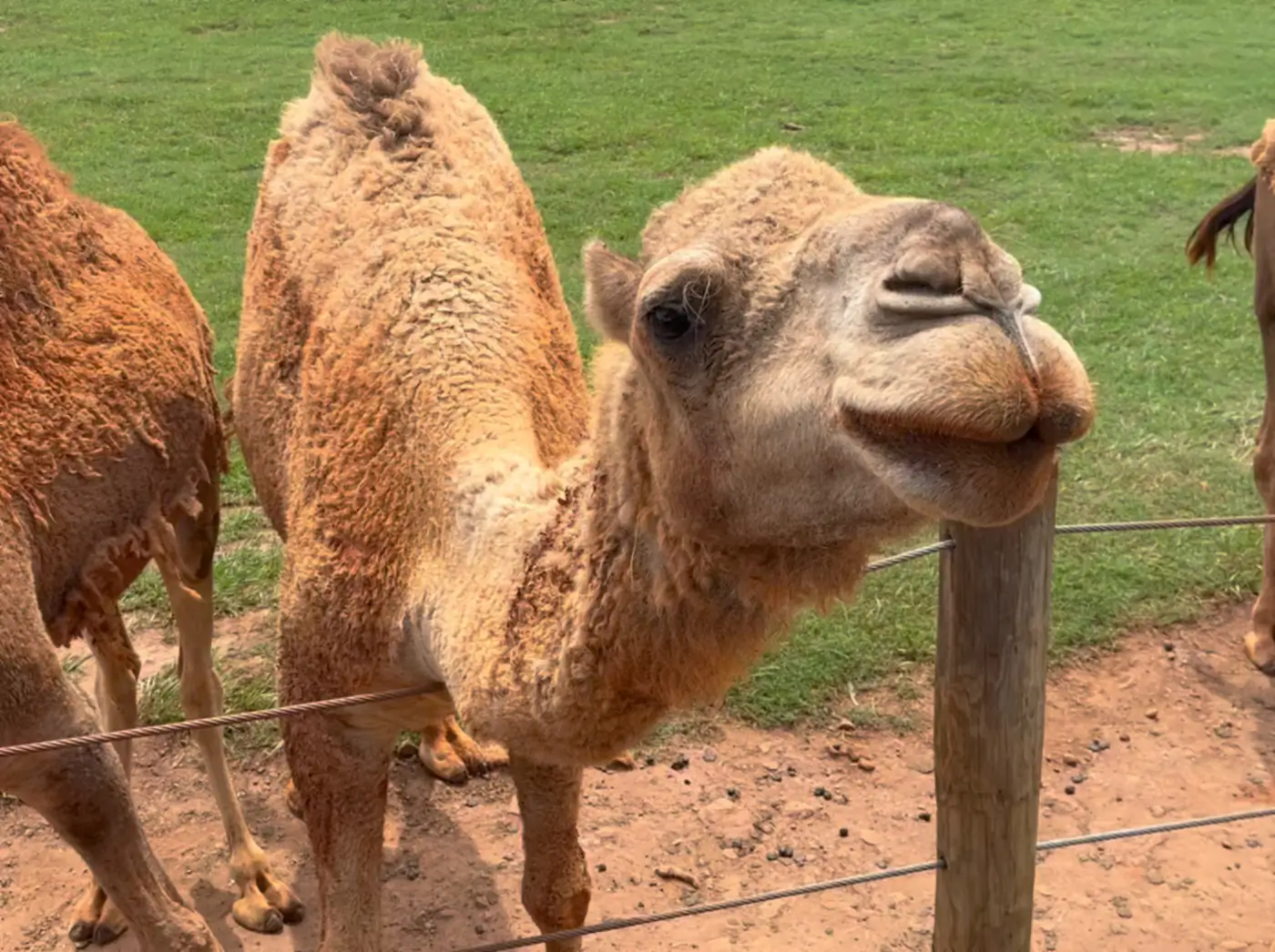 A camel leaning over a wire fence toward the camera with two more camels in the grassy paddock behind