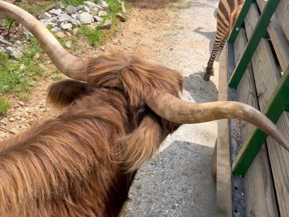 A long-horned Highland cow beside the green rail of a safari wagon, with a zebra walking the gravel road ahead