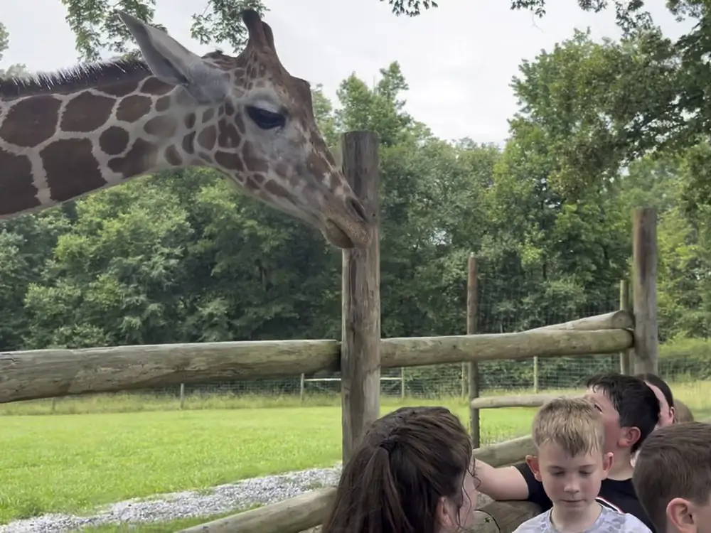A giraffe lowering its head to a wooden fence post with campers gathered at the rail below