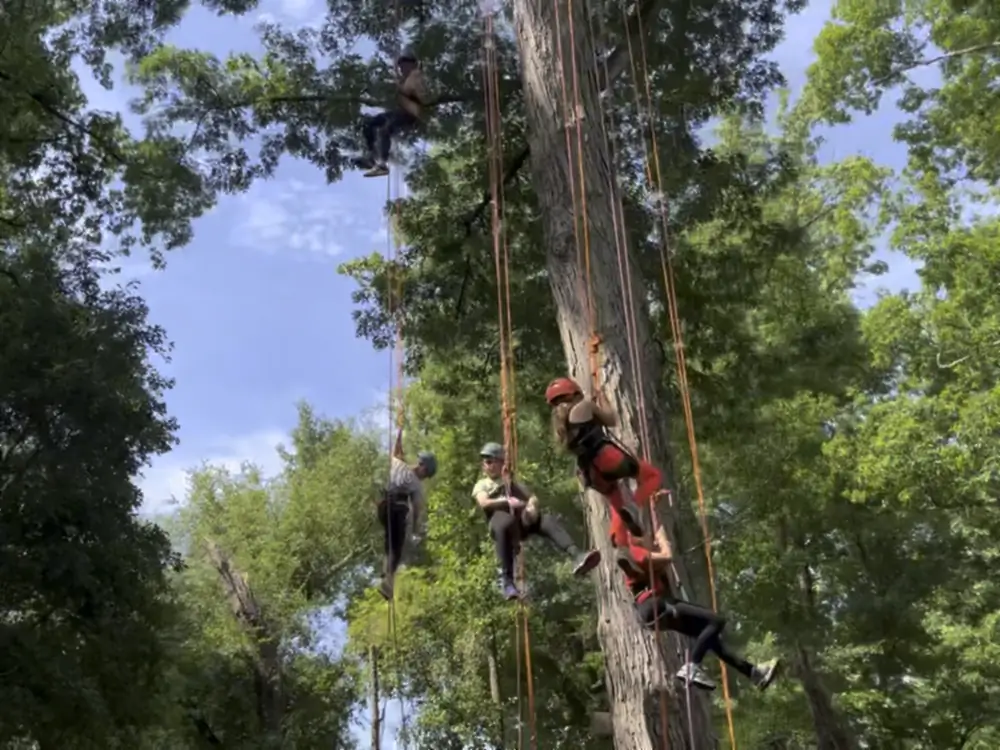 Campers on climbing ropes spread across a sunlit hardwood canopy, seen from the ground looking up