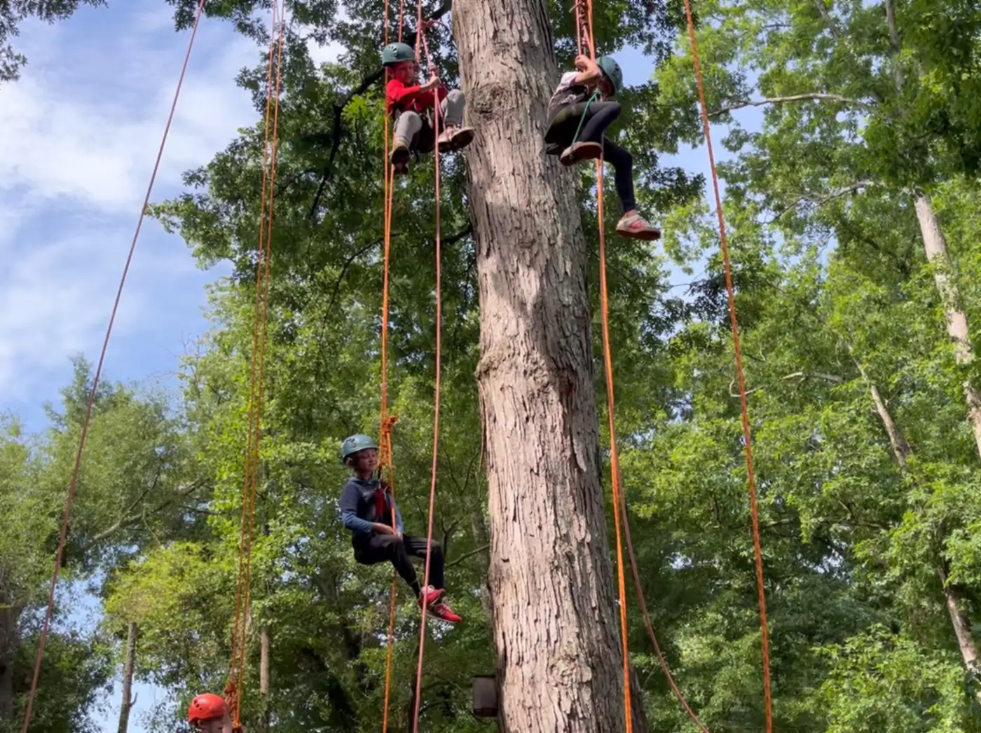 Campers in climbing helmets and harnesses on ropes high up the trunk of a large hardwood